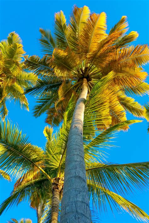 images of palm trees